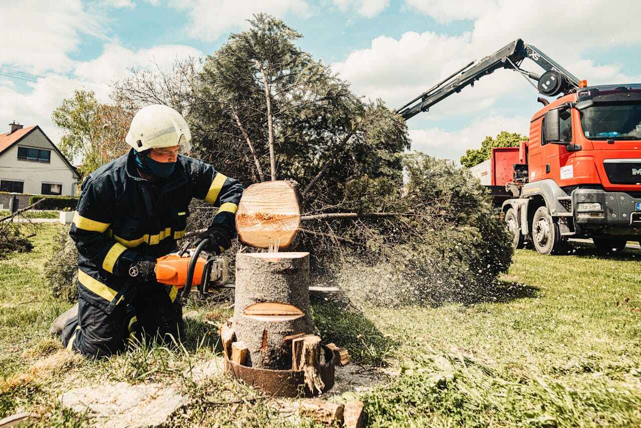 Best Tree Cutting Near Me  in Long Beach, MD